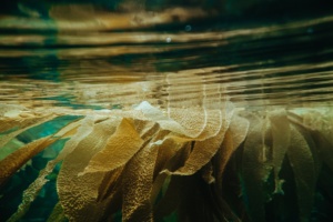https://www.salon-zen.fr/wp-content/uploads/2020/09/shane-stagner-4IyllFjr3Rw-unsplash-300x200.jpg